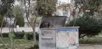 Turgutlu'da kedi vahşeti