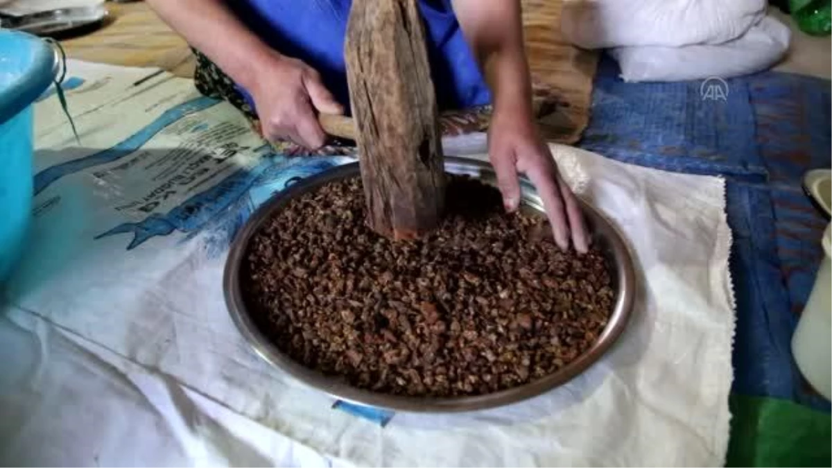Yaban armutları geleneksel yöntemle yufka ekmek oluyor