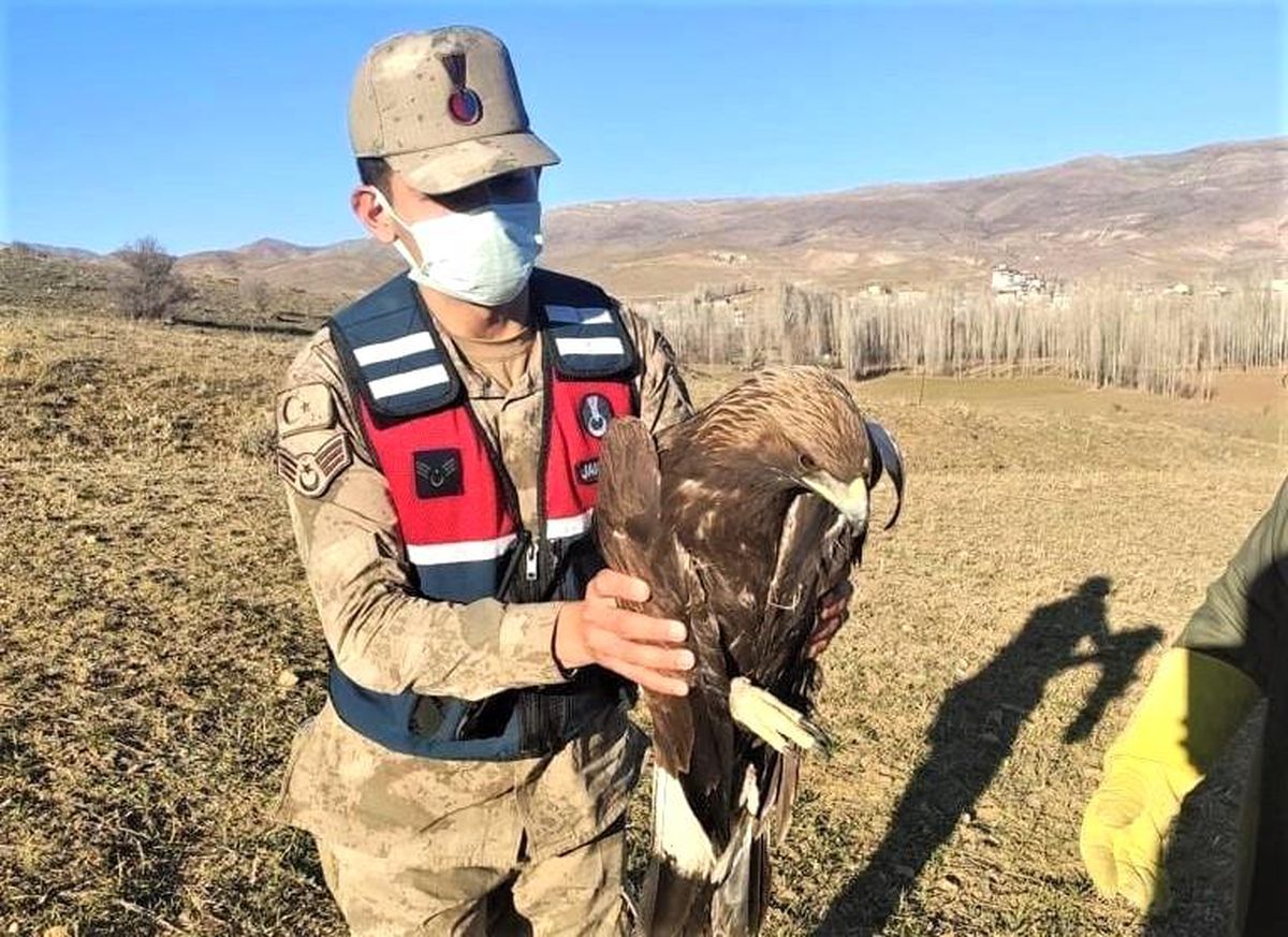 Yaralı kaya kartalı jandarma ekiplerince tedavi ettirildi