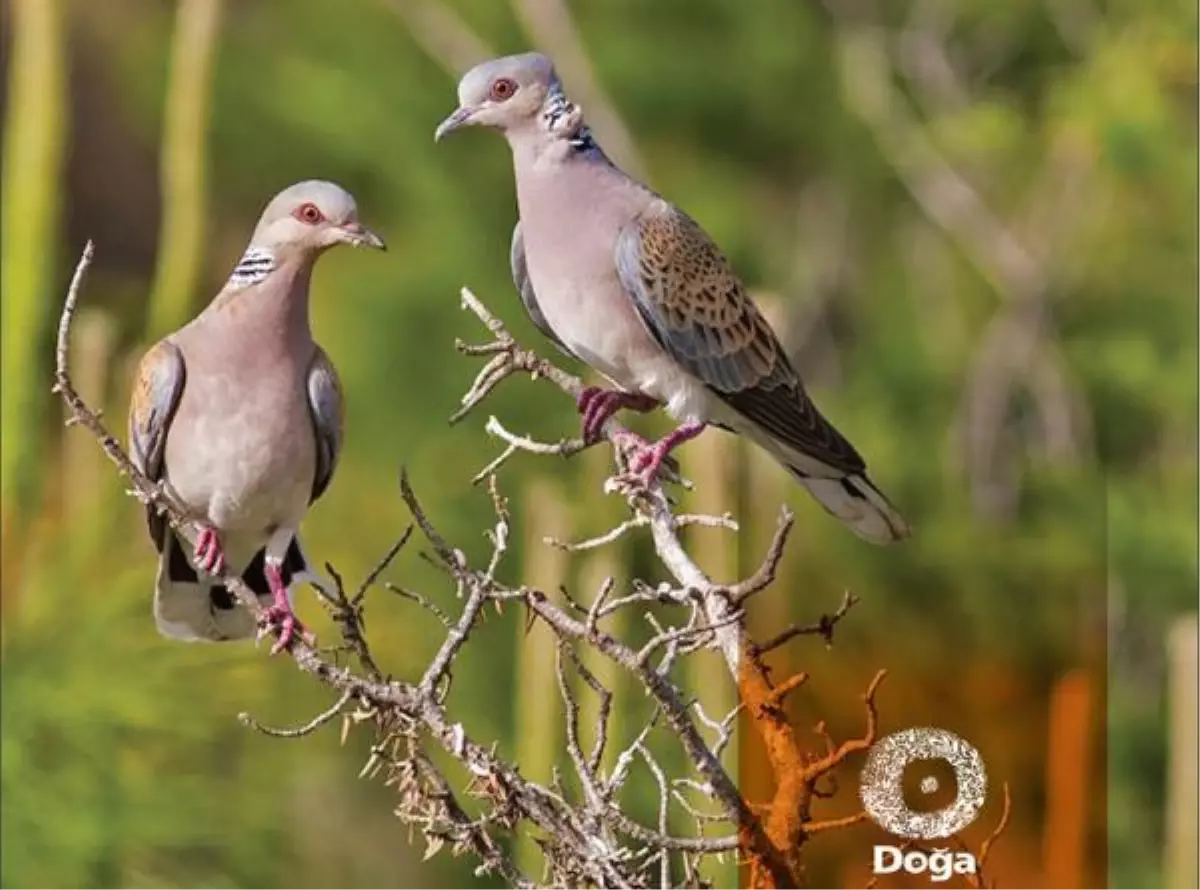 31 kuş ve 5 memeliye av izni veren kararın iptali için Danıştay'a başvuru