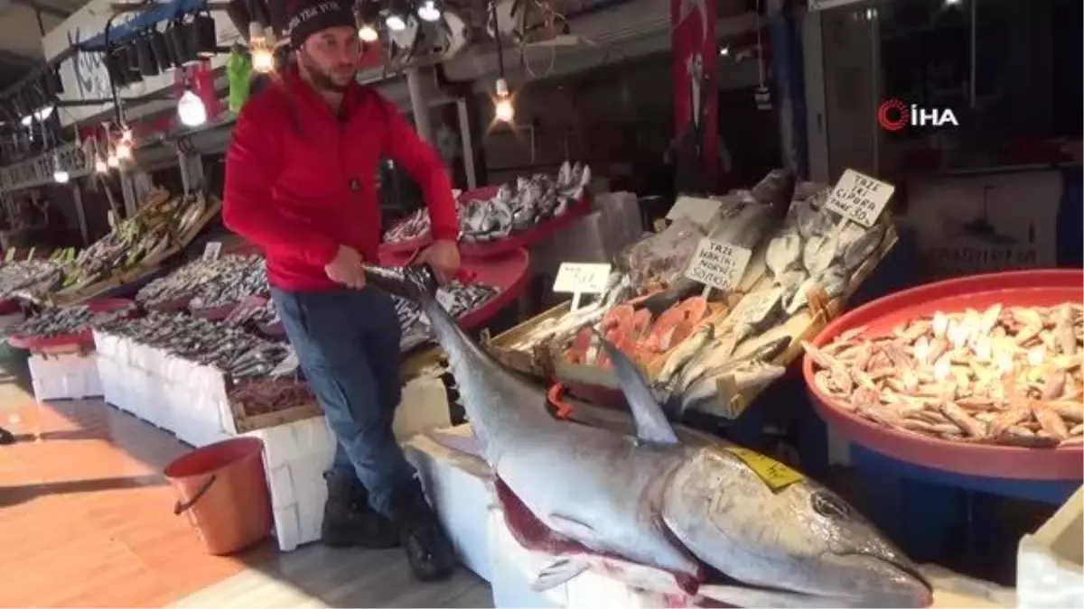 Ava çıkan 100 kiloluk ton balığı balıkçılara yakalandı