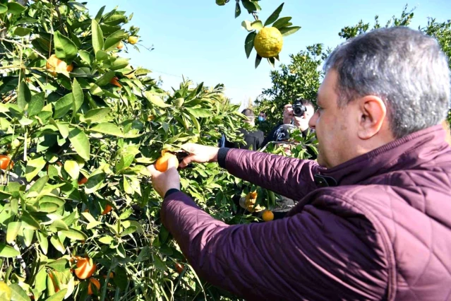 Balıkesir Valisi Şıldak zeytin hasadı yaptı