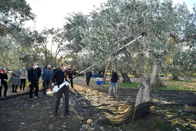 Balıkesir Valisi Şıldak zeytin hasadı yaptı