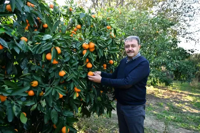 Balıkesir Valisi Şıldak zeytin hasadı yaptı