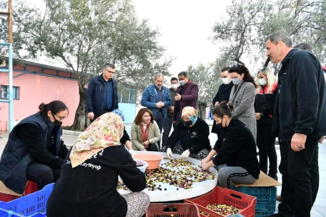 Balıkesir Valisi Şıldak zeytin hasadı yaptı