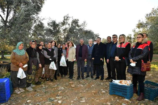 Balıkesir Valisi Şıldak zeytin hasadı yaptı