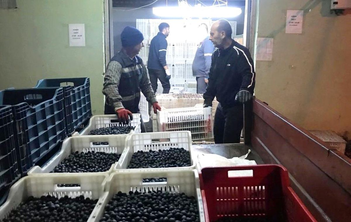 Erdek'in zeytini yok satıyor