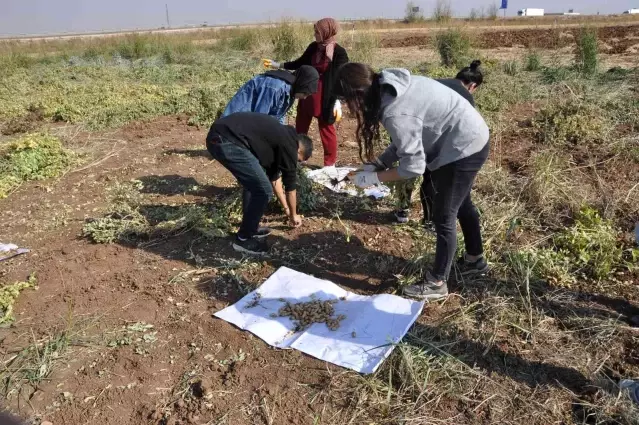 Gübreden ve sudan tasarruf için mısır yerine yer fıstığı