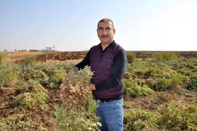 Gübreden ve sudan tasarruf için mısır yerine yer fıstığı