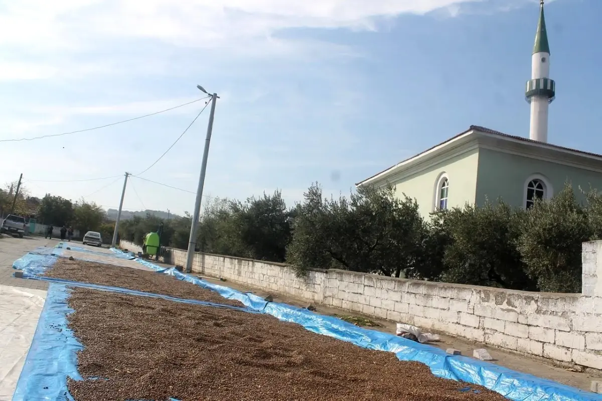 Güneşli havaları fırsat bilen üreticiler, fasulyeleri cadde ve sokaklarda kurutuyor