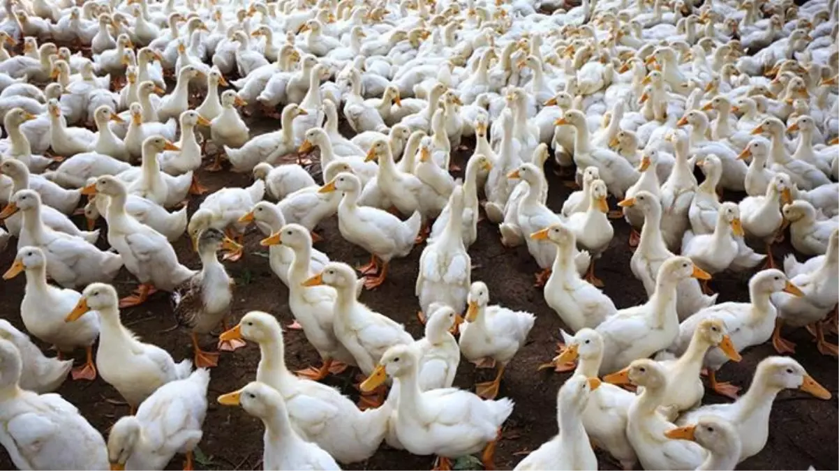 Güney Kore\'de kuş gribi sebebiyle 24 bin ördek itlaf edilecek! Salgın nedeniyle Avrupa da alarmda