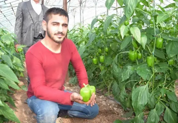 Rusya, Türkiye'den nar ve biber ithalatını durdurdu: Pestitit eleştirisi