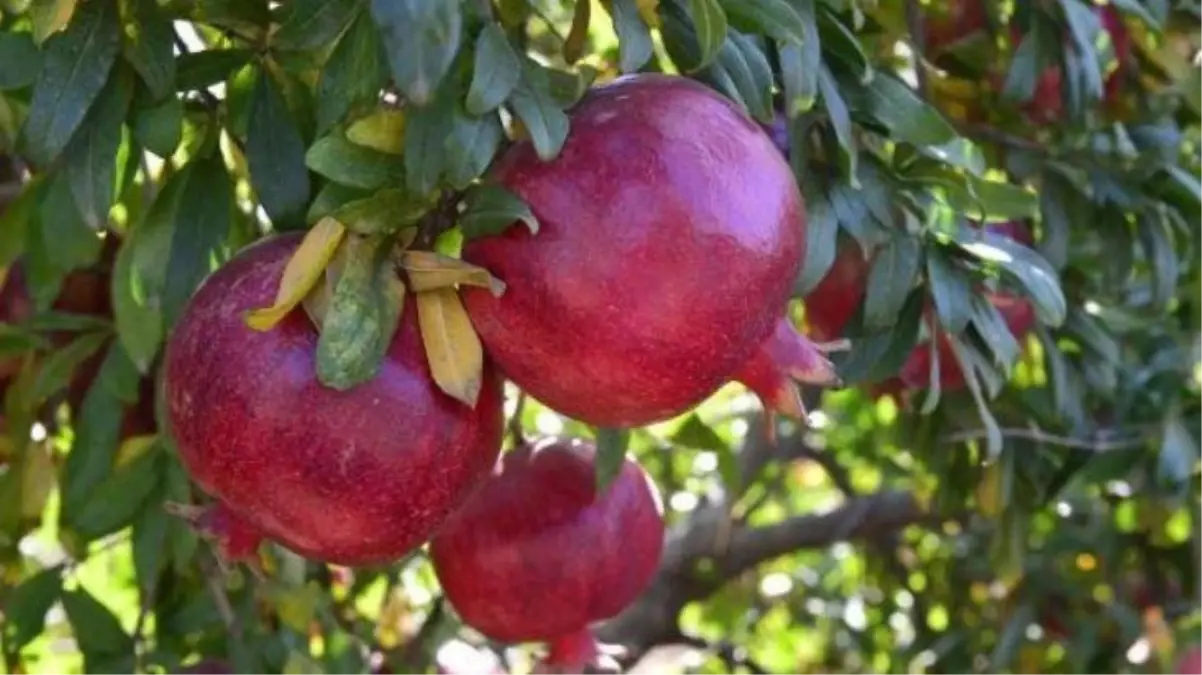 Üreticiye kötü haber: Rusya, Türkiye\'den nar ve biber ithalatını durdurdu, iadeler başladı