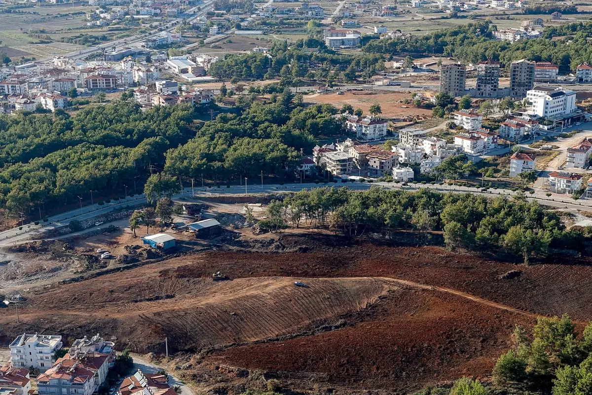 Yanan ormanlara yakın mahallelerin etrafına keçiboynuzu, defne, zeytin fidanı dikilecek