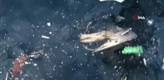 Arnavutköy Sahili atık kirliliği ve denizanalarıyla doldu, vatandaşlar isyan etti