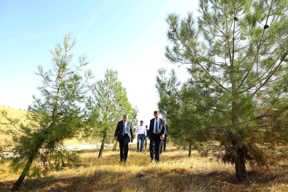Fadıloğlu elleriyle diktiği fidanlardan oluşan ormanları gezdi