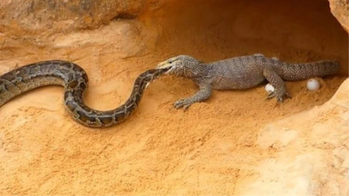 Yavrularını sonuna kadar korudu! Komodo ejderi ile pitonun nefes kesen mücadelesi