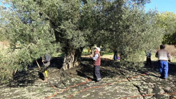 '20 milyon zeytin ağacı tarandı, 309'u kayıt altına alınıyor'