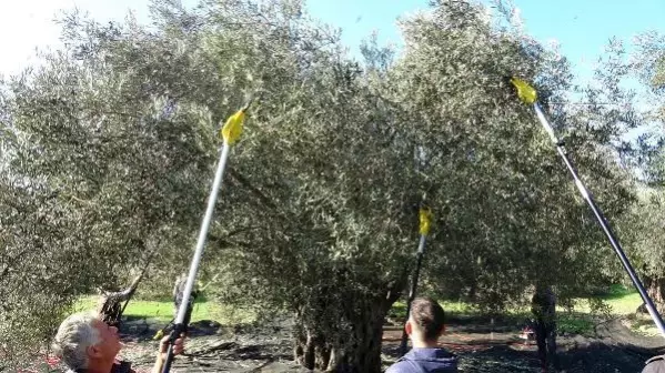 '20 milyon zeytin ağacı tarandı, 309'u kayıt altına alınıyor'