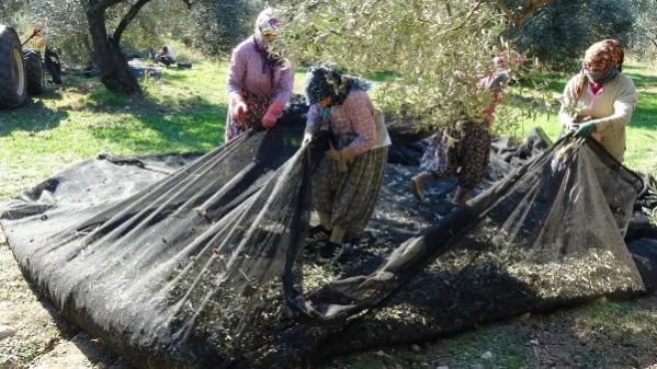 '20 milyon zeytin ağacı tarandı, 309'u kayıt altına alınıyor'