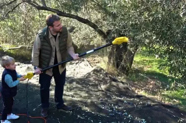 '20 milyon zeytin ağacı tarandı, 309'u kayıt altına alınıyor'