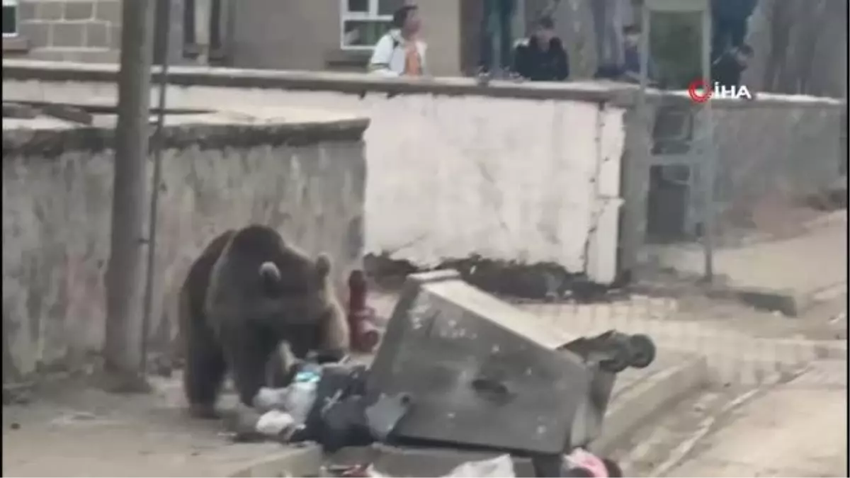 Aç kalan yavru ayı ilçe merkezine indi