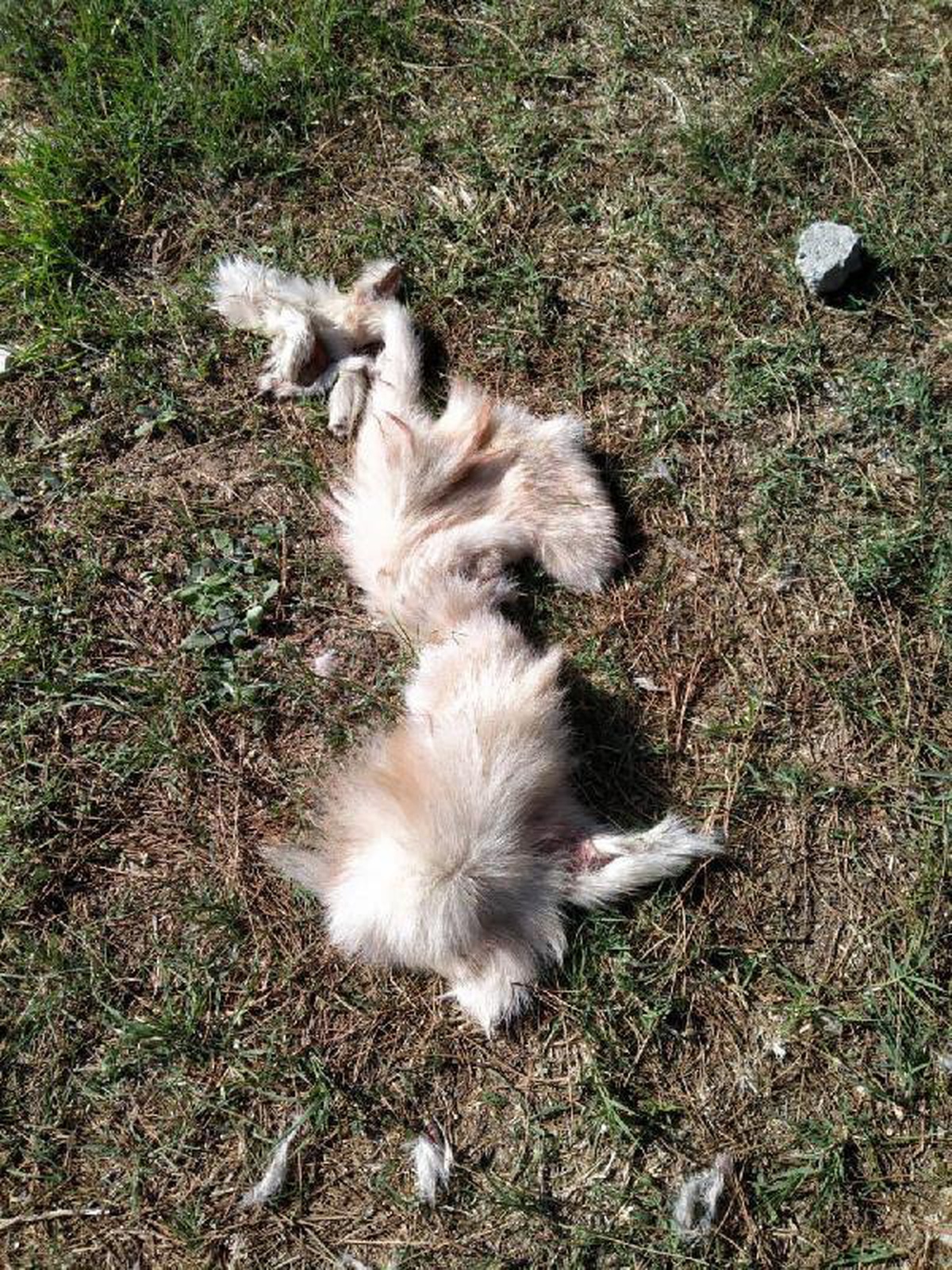 Son dakika haberleri | Aydın\'da yüzülmüş köpek derisi ile kedi ölüsü bulundu