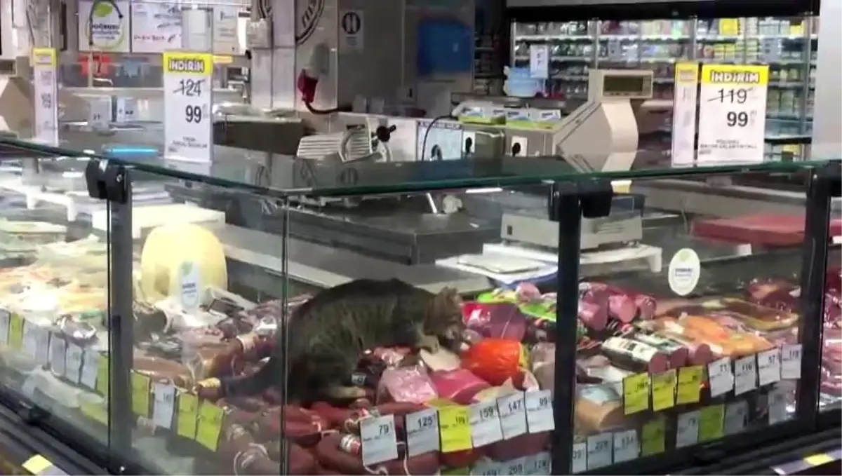 CarrefourSA\'da şoke eden görüntü: Reyona giren kedi kavurmayı yedi