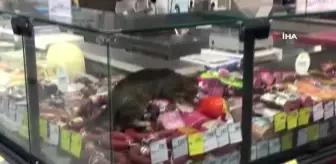 CarrefourSA'da şok eden görüntü: Reyona giren kedi kavurmayı yedi