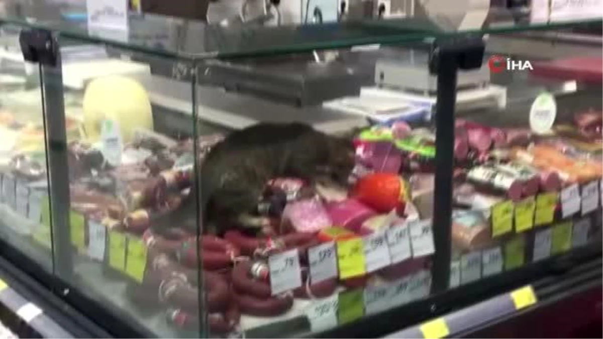 CarrefourSA\'da şok eden görüntü: Reyona giren kedi kavurmayı yedi