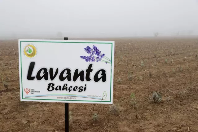 Tıbbi ve aromatik bitkiler ormanında 188 bin fidan toprakla buluştu