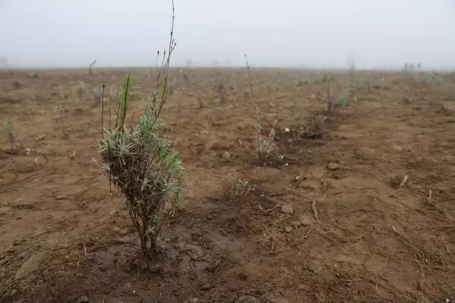 Tıbbi ve aromatik bitkiler ormanında 188 bin fidan toprakla buluştu