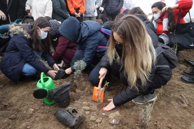 Tıbbi ve aromatik bitkiler ormanında 188 bin fidan toprakla buluştu