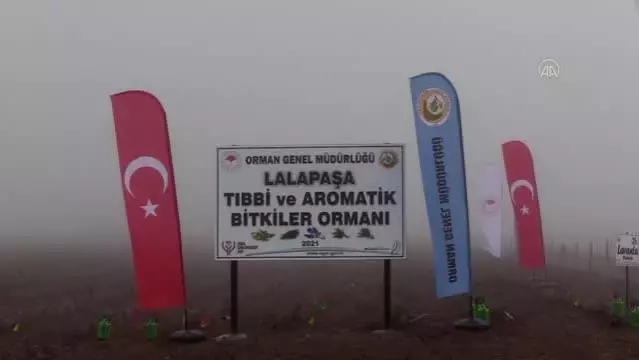 Tıbbi ve aromatik bitkiler ormanında 188 bin fidan toprakla buluştu