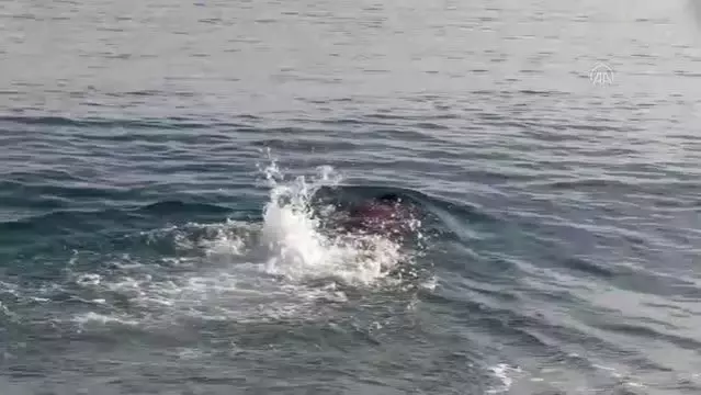 Tüpsüz dalarak Akdeniz'in mavi sularını metal atıklardan temizliyor