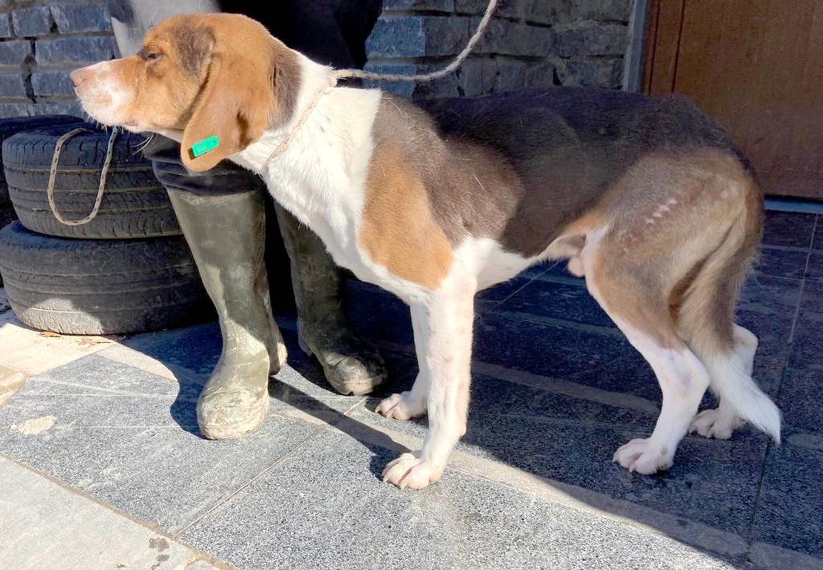 Yaralı köpeğe Büyükşehir şefkati