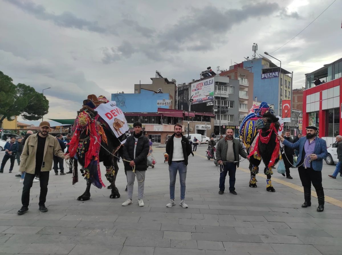 Alaşehir\'de Deve Güreşi Festivali hazırlıkları başladı