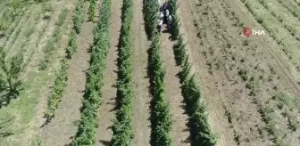 Bursa'da çiftçilere 5 milyon fide