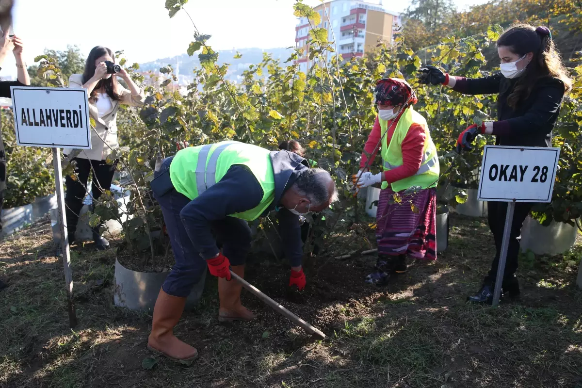 Giresun\'da "Fındık Fidancılığındaki Gelişmeler" etkinliği düzenlendi