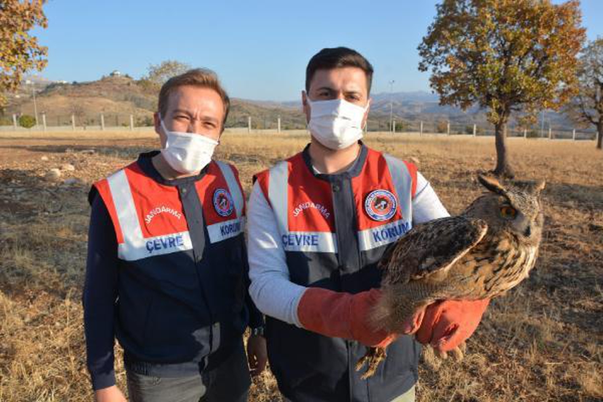 Jandarmanın bulduğu yaralı puhu kuşu tedavi altına alındı
