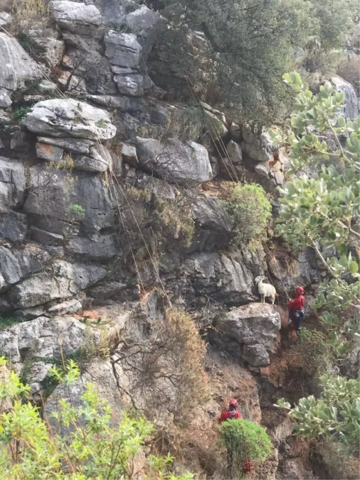 Kayalıklarda mahsur kalan yavru keçiler, 7 saatte kurtarıldı