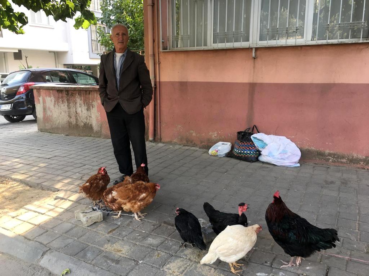 Organik beslenmek isteyenler için 10 yıldır köy tavuğu satıyor