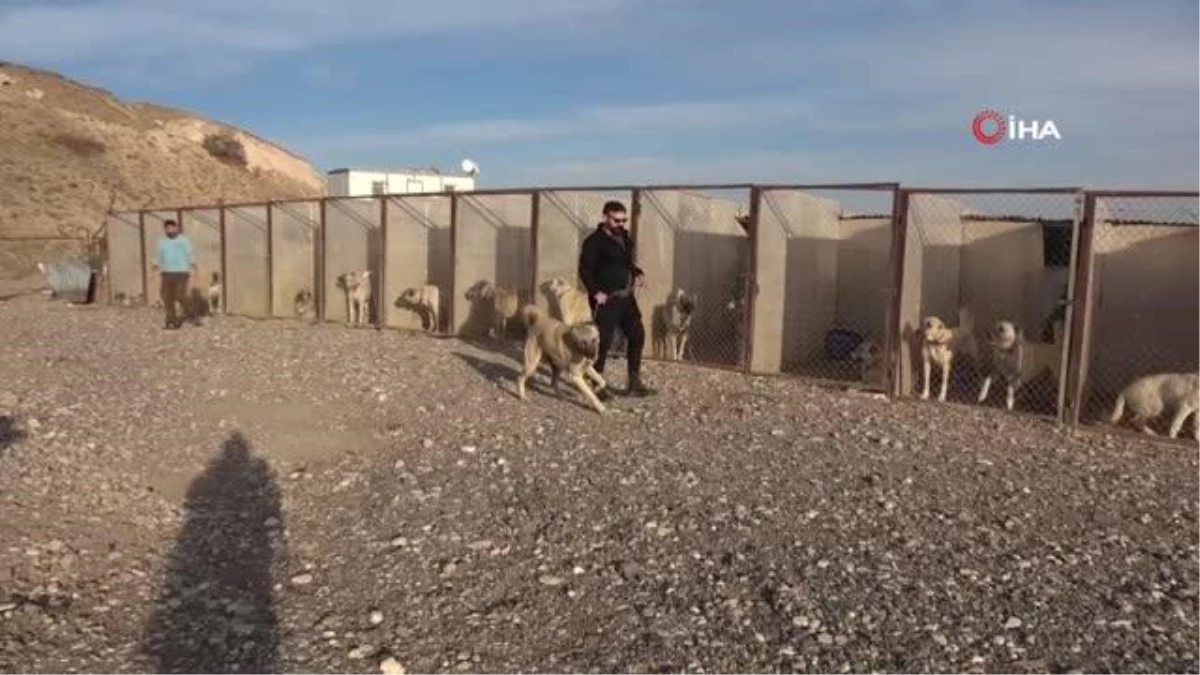 Safkan yavru kangal böyle anlaşılıyor