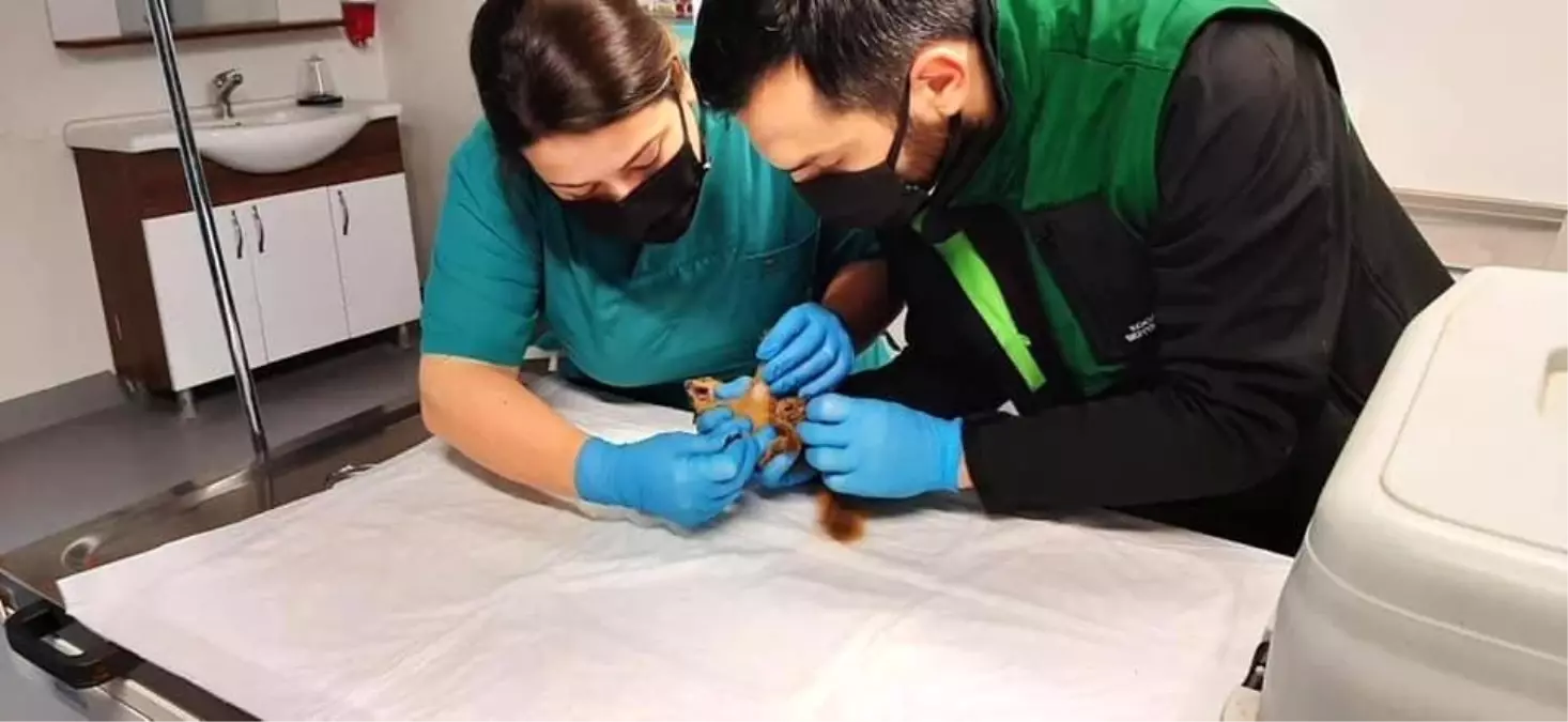 Sincap Alvin yeni yuvasında