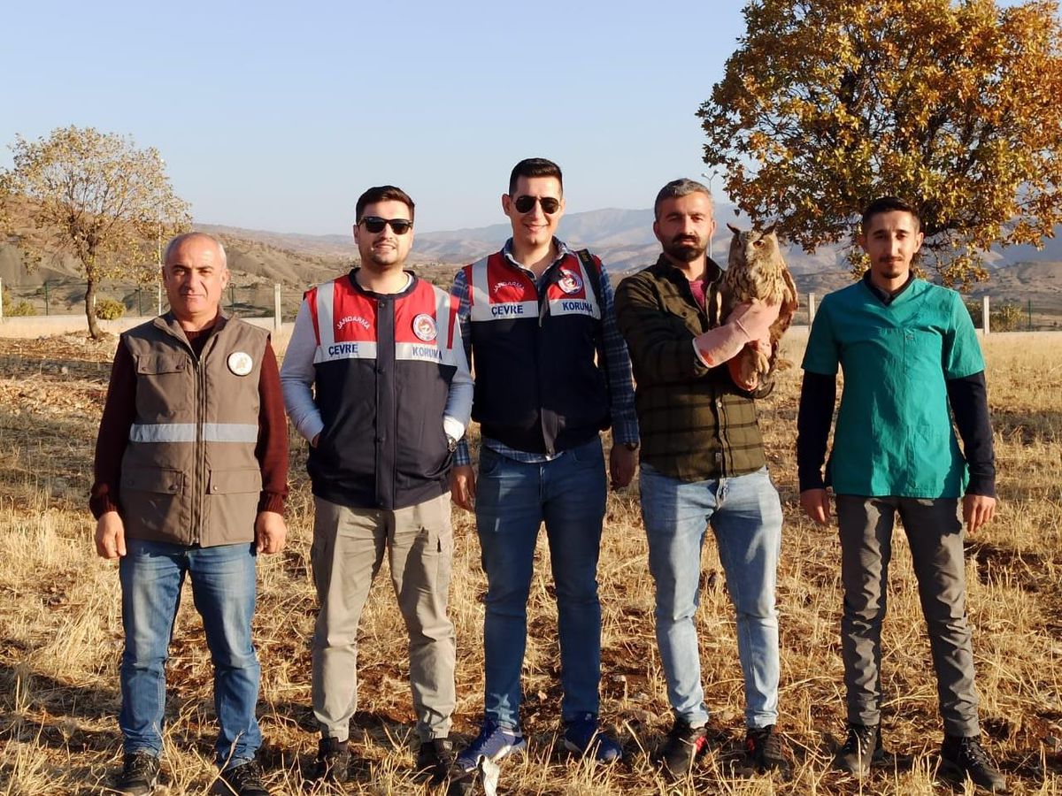 Şırnak\'ta bitkin halde bulunan puhu koruma altına alındı