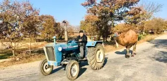 Traktörü ile güreş devesine Kazdağları'nda idman yaptırıyor