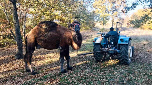 Traktörü ile güreş devesine Kazdağları'nda idman yaptırıyor