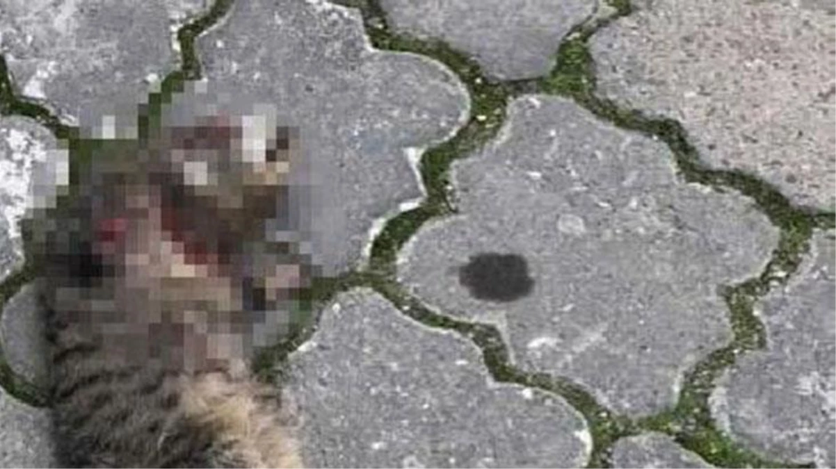 Yaşanan kedi ölümleriyle ilgili korkunç iddia: Büyü için öldürüyorlar