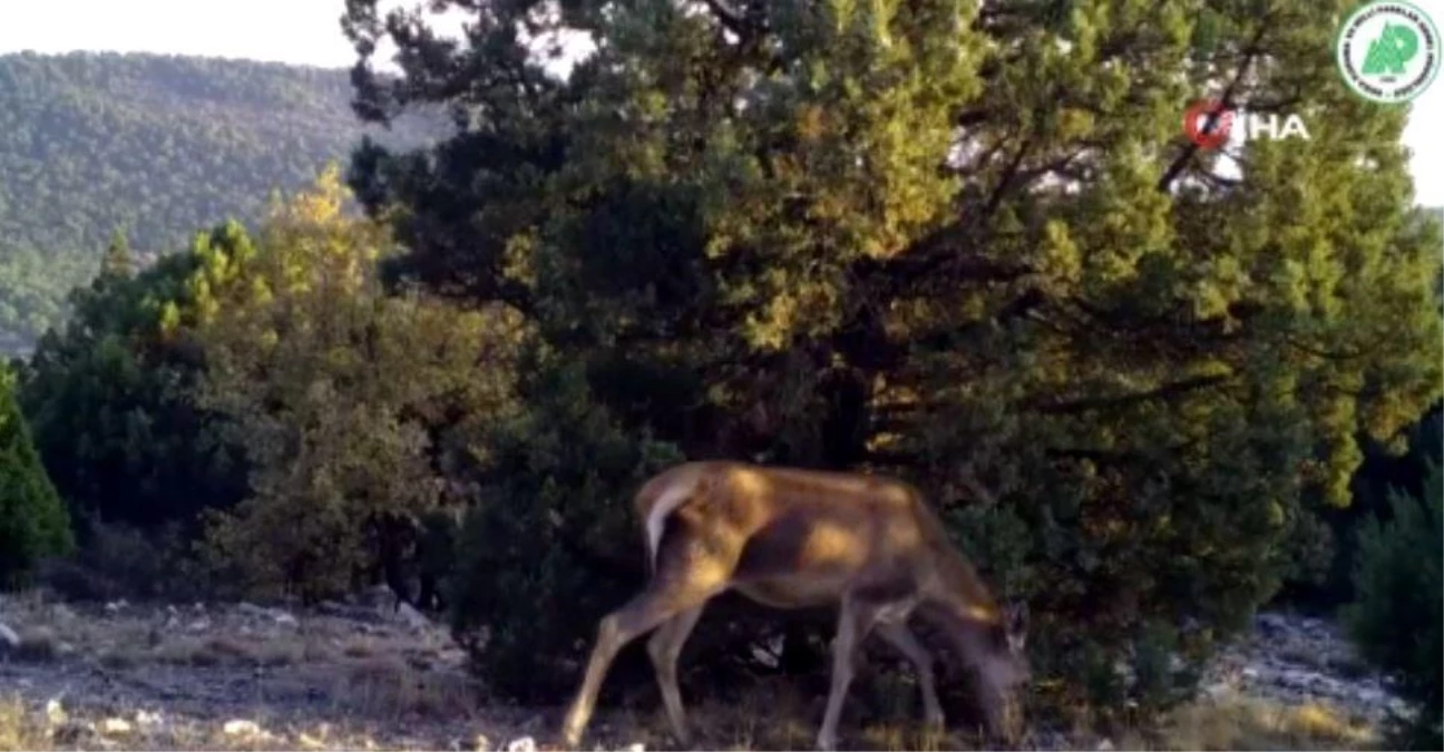 Yaban hayatındaki çeşitlilik fotokapanlara yansıdı