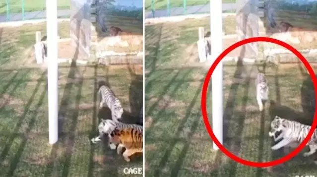 Prenses Latife paylaştı! Kaplan dolu kafese giren yavru kedi korkunç anlar yaşadı Prenses Latife paylaştı! Kaplan dolu kafese giren yavru kedi korkunç anlar yaşadı